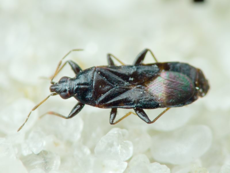 Dufouriellus ater (Dufour, 1833)